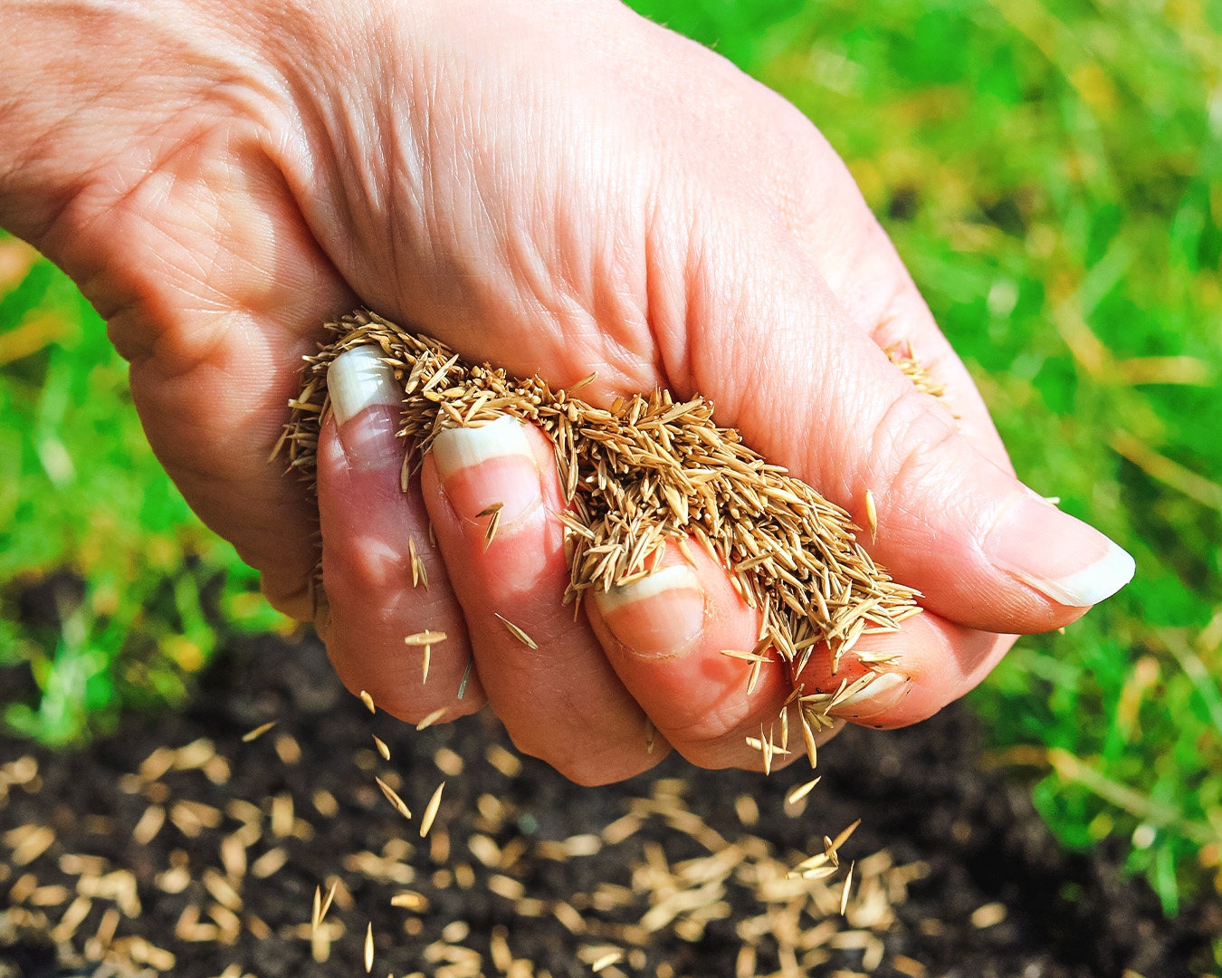 Planting grass seed image